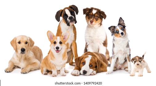 Different breed dog puppies isolated on white background