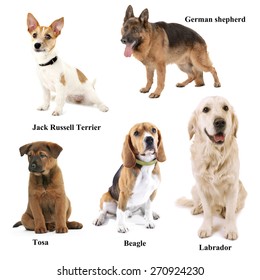 Different Breeds Dogs Stock Photo 270924230 | Shutterstock