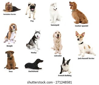 1,570 Many different dog breeds Images, Stock Photos & Vectors ...