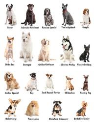 Group of different purebred dogs | Animal Stock Photos ~ Creative Market