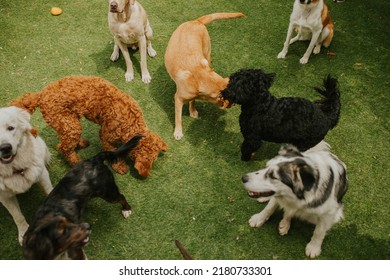 Different breeds of dogs playing together on grass. Some dogs are sitting on the grass while other dogs are smelling and playing. There are Labrador Retrievers, Labradoodles, Sheep Dogs. - Shutterstock ID 2180733301