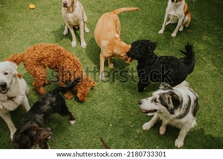Different breeds of dogs playing together on grass. Some dogs are sitting on the grass while other dogs are smelling and playing. There are Labrador Retrievers, Labradoodles, Sheep Dogs.
