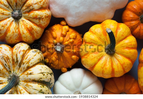 15 Tiny Calabashes Images, Stock Photos & Vectors | Shutterstock