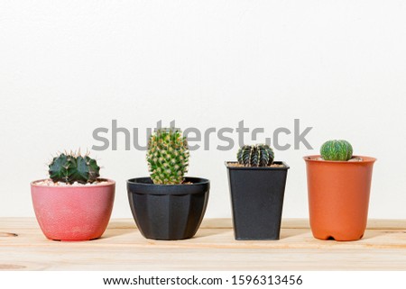 Different cactus in pot put on white background.