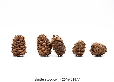 Different cedar cones with pine nuts on white background.