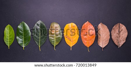 Different color and age of leaves of the jackfruit tree leaves from fresh green to dry brown on black stone background. For environment changed concept. Top view