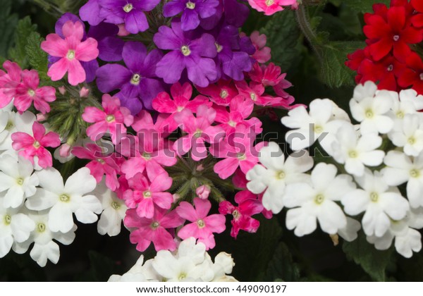 Different Color Garden Verbena Blooming Verbena Stock Photo 449090197 ...