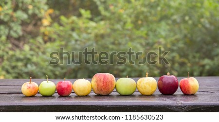 A lot of different color, shape and size apples in a row on wooden table, natural green blurry background outdoors. A lot of copy space.