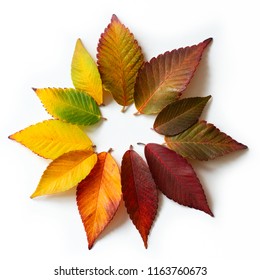 177,539 Different colored leaves Images, Stock Photos & Vectors ...