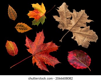 Different colored fall leaves. Set of olorful leaves isolated on black background. Autumn beautiful green, yellow, red and orange leaves, design element. Fall foliage.