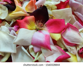 Different colored petals 
