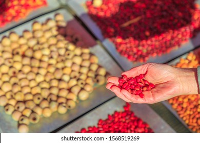 Different And Colorful Bush Seeds On Background. Closeup Of Hand Of Woman Holds A Sandalwood Seeds, An Australian Indigenous Bush Food Eaten By Australian Aborigines. Northern Territory.