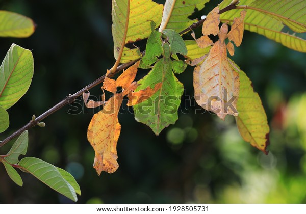 Different colors of leaf insect ,Tropical\
insect sanctuary\
,Thailand