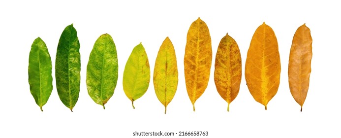 Different Colors Of Leaves Plants On White Background That Indicate Stage Of Life. Concept Of Transition And Variation, Birth To Death, Aging, Growth, Death. Cradle To Grave. Nature Texture.