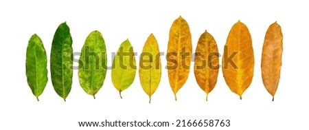 Different colors of leaves plants on white background that indicate stage of life. Concept of transition and variation, birth to death, aging, growth, death. Cradle to grave. Nature texture.
