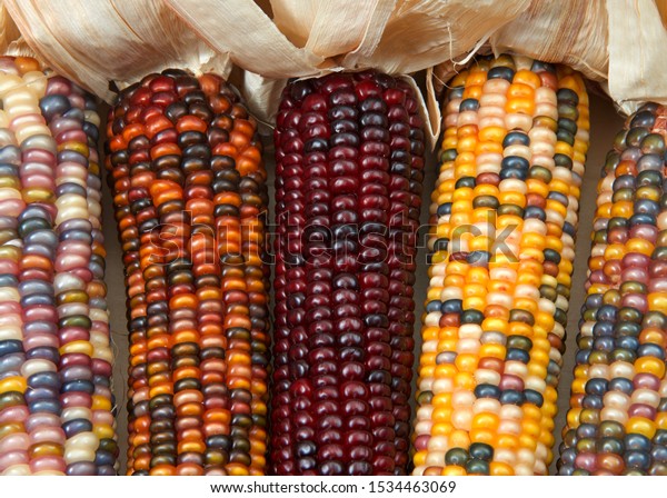 different colors of vibrant ears of Indian Corn
with husks pulled back. A symbol of harvest season, ears of corn
with multicolored kernels crop up every fall adorning doors and
grace center pieces
