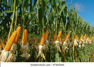 different corn plantation