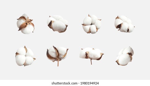 Different cotton flowers isolated on light gray background flat lay. Delicate white fluffy cotton. Collection of cotton plants, dry bud. Cut flower for design, layout, template 
