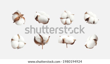 Different cotton flowers isolated on light gray background flat lay. Delicate white fluffy cotton. Collection of cotton plants, dry bud. Cut flower for design, layout, template 