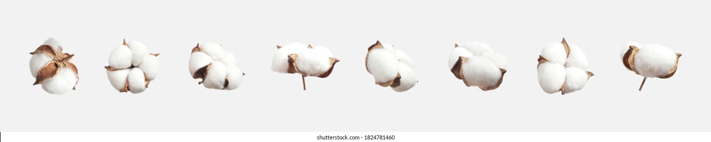 Verschiedene Baumwollblumen auf hellgrauem Hintergrund, flach gelegt. Delikate weiße, flauschige Baumwolle. Sammlung von Baumwollpflanzen. Zusammensetzung der Blumen für die Gestaltung, Vorlage 