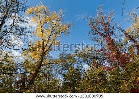 Different deciduous trees and maiden grapes climbing on them with autumn bright varicolored leaves against the sky in forest, bottom up view
