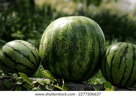 Different delicious ripe watermelons on stone surface outdoors, closeup