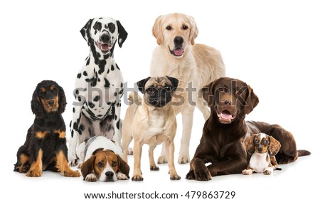 Different dogs isolated on white