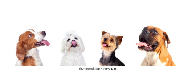 Different dogs looking up isolated on a white background