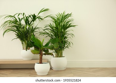 Different exotic house plants near white wall. Space for text - Shutterstock ID 1935521824