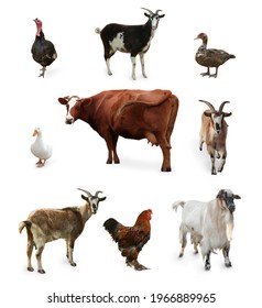 Different Farm Animals On White Background, Collage