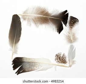different feathers frame