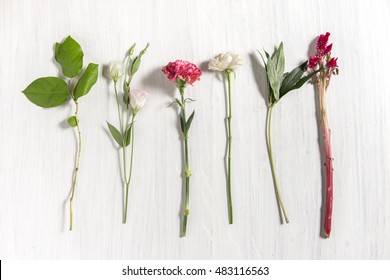 The different flowers on white wooden background. – Ảnh có sẵn