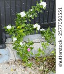 Different Flowers, Stealing attention, adding a touch of uniqueness, and becoming the focal point amidst uniformity.