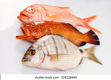 Different Food Fishes, Marbled Rockcod, Deep Sea Perch And Coral Grouper