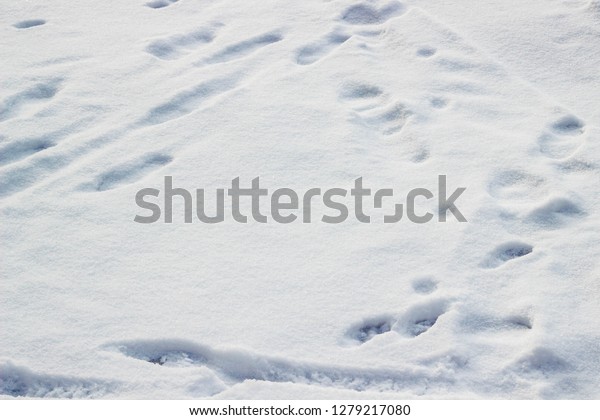 Different footprints\
in the snow in the\
winter