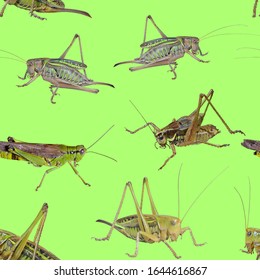 Grasshopper-pattern Images, Stock Photos & Vectors | Shutterstock