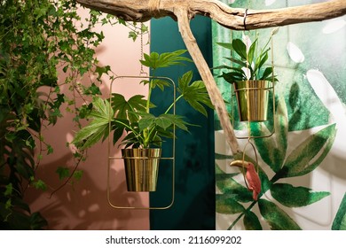 Different Green Indoor Plants In Gold Potted Hanging On Backdrop Of Wall In Living Room. House Plants Hanging Pots. Concept Growing Plants At Home. Tropical Garden In House. Nice Patio. Indoor Jungle
