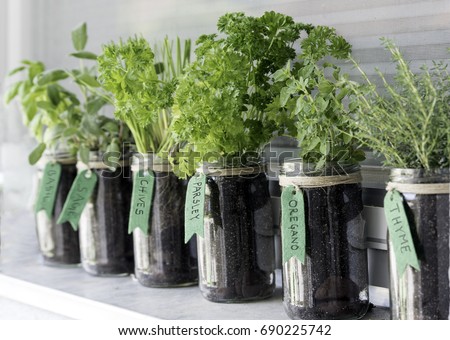 different herbs (basil, sage, chives, parsley, oregano and thyme) growing in mason jars on a window