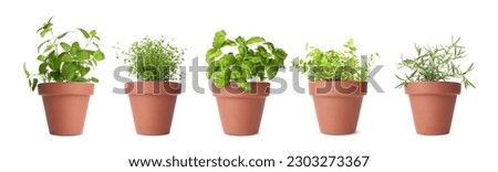 Different herbs growing in clay pots isolated on white. Thyme, oregano, lemon balm, basil and rosemary