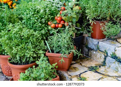 Different Herbs And Vegetables In The Pot. Container Garden