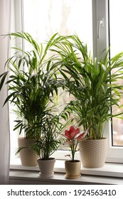 観葉植物 南国 High Res Stock Images Shutterstock