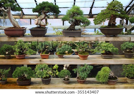 Different kinds of bonsai in pots on the shelves in the greenhouse