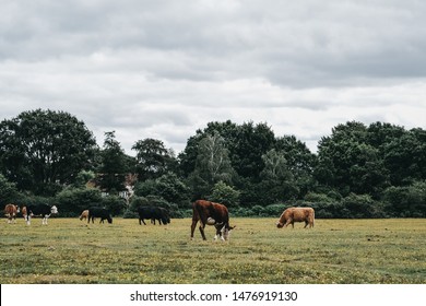 Different Kinds Of Cows Grazing In A Field Inside The New Forest Park In Dorset, UK, In Summer.