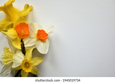 Different kinds of daffodils against a white background - Shutterstock ID 1945019734