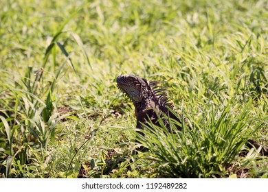 Different Kinds Reptiles Costa Rica Park Stock Photo 1192489282