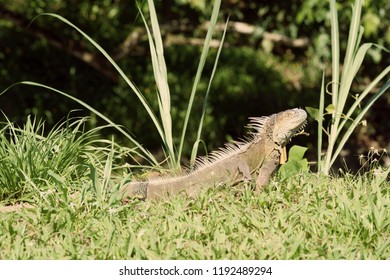 Different Kinds Reptiles Costa Rica Park Stock Photo 1192489294