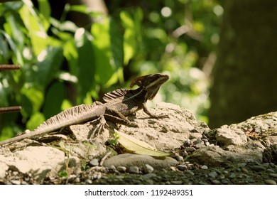 Lizard Resting On Rock Stock Photo 1195899178 | Shutterstock