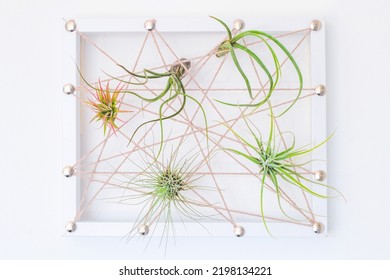 Different Kinds Of Tillandsia Air Plant In Hand Made Frame On White Wall