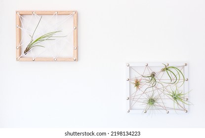 Different Kinds Of Tillandsia Air Plant In Hand Made Frame On White Wall