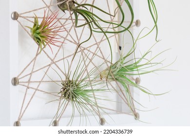 Different Kinds Of Tillandsia Air Plant In Hand Made Frame On White Wall